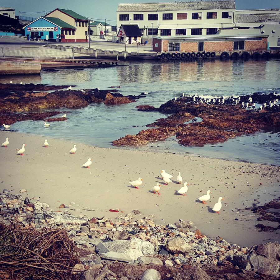 Fairview Accommodation Gansbaai Esterno foto